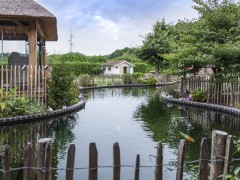 Ollevier en co bvba Nager entre les poissons 
