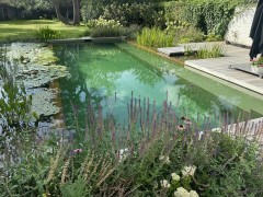 Hoveniersgebroeders Une piscine naturelle vert olive qui reflète le jardin